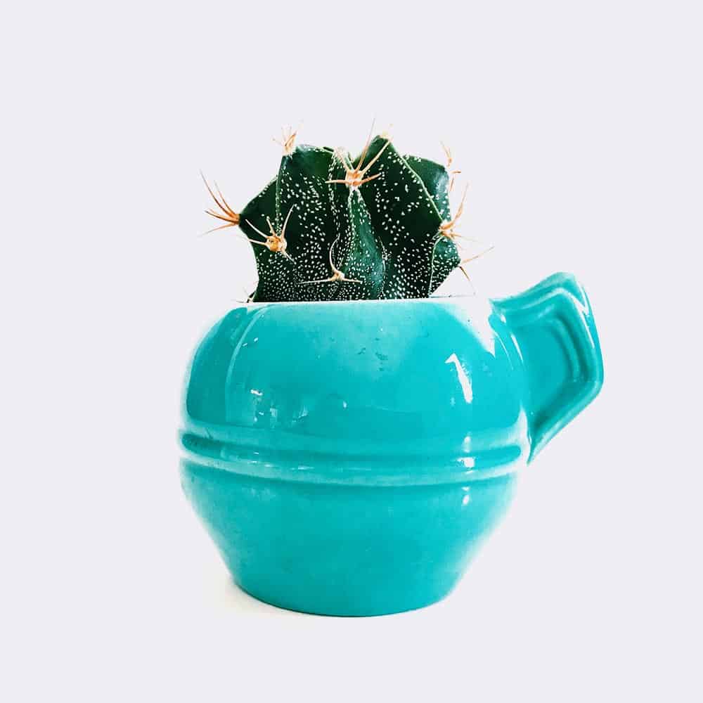 viveros panama, plantas, acarreos, delivery, accesorios para jardin