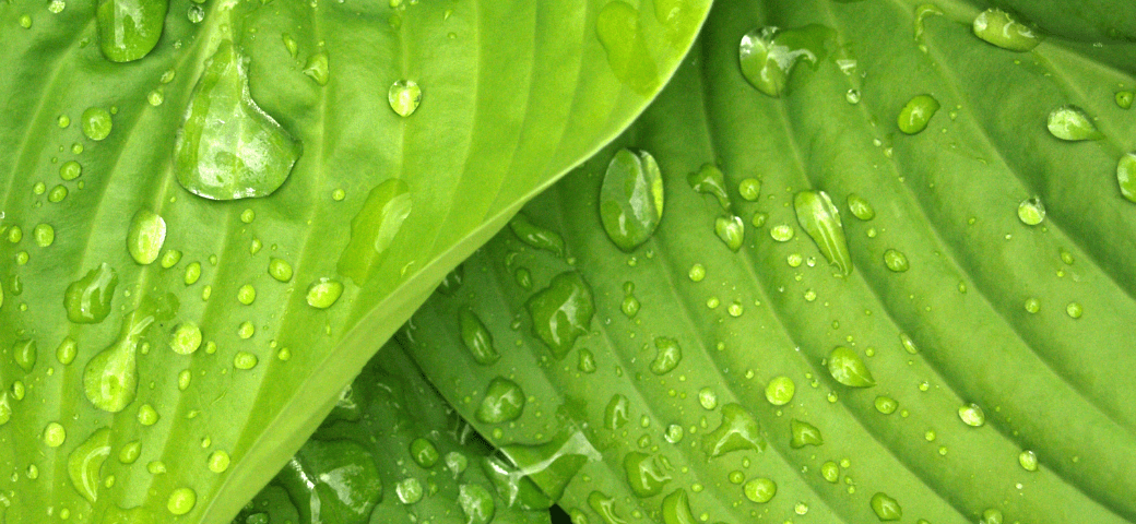 viveros panama, plantas ofertas, jardin