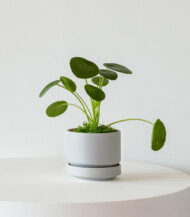 Pilea Peperomioides - Imagen 3