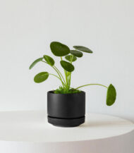 Indoor Plant Foliage Spray - Imagen 4
