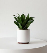 Coco Coir Pole - Imagen 4