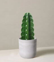 Cactus & Succulent Potting Mix - Imagen 5