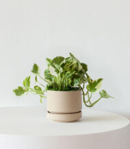 Cactus & Succulent Potting Mix - Imagen 2