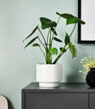 Cuddly Cactus - Imagen 5