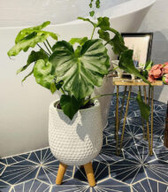 Mica Douro Pot - Imagen 3
