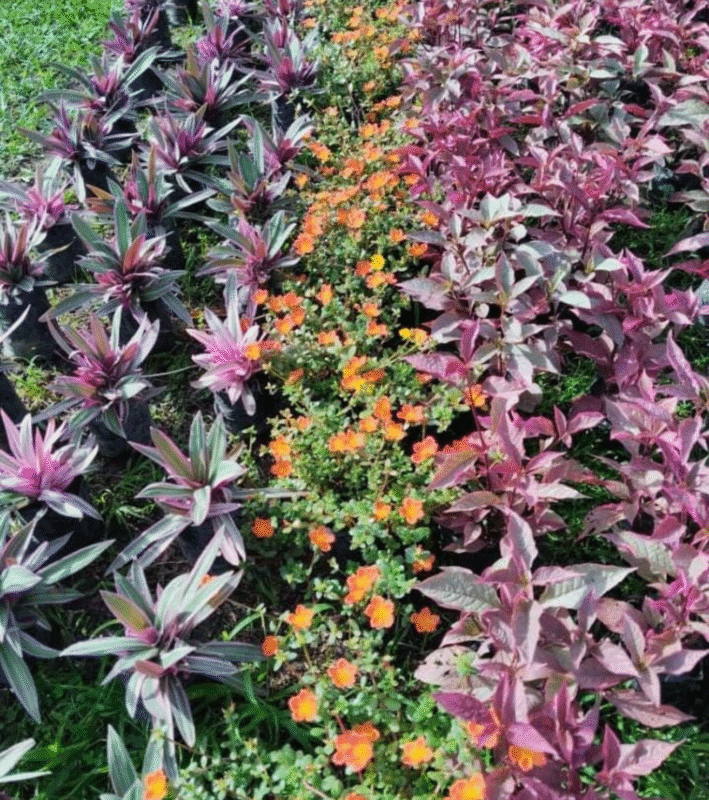 viveros panama, plantas, acarreos, delivery, accesorios para jardin