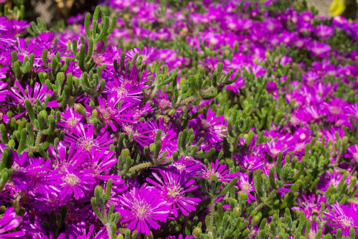 Armeria Maritima Rosada - Imagen 1