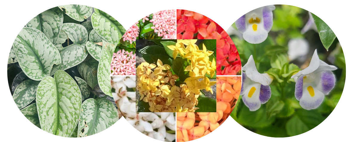 Vivero Panama