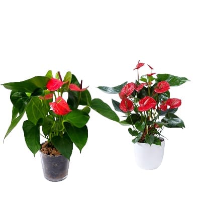 viveros panama, plantas, acarreos, delivery, accesorios para jardin