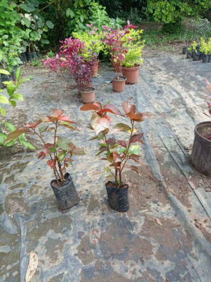 Plantones de Kalipha