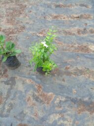 Jazmin de estrella - Imagen 2