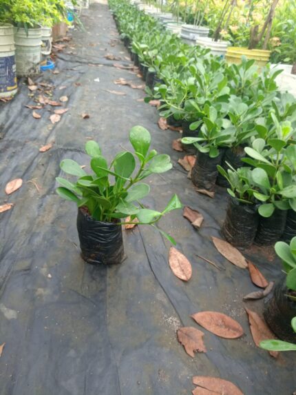 Clusia de hoja chica