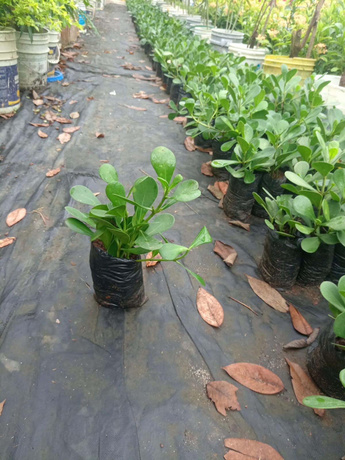 IMG-20250827-WA0029 Clusia de hoja chica - Imagen 1