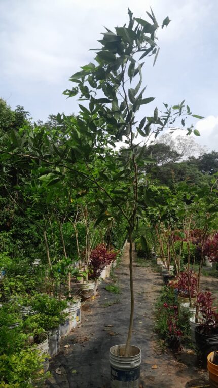 Palo amador 4 metros