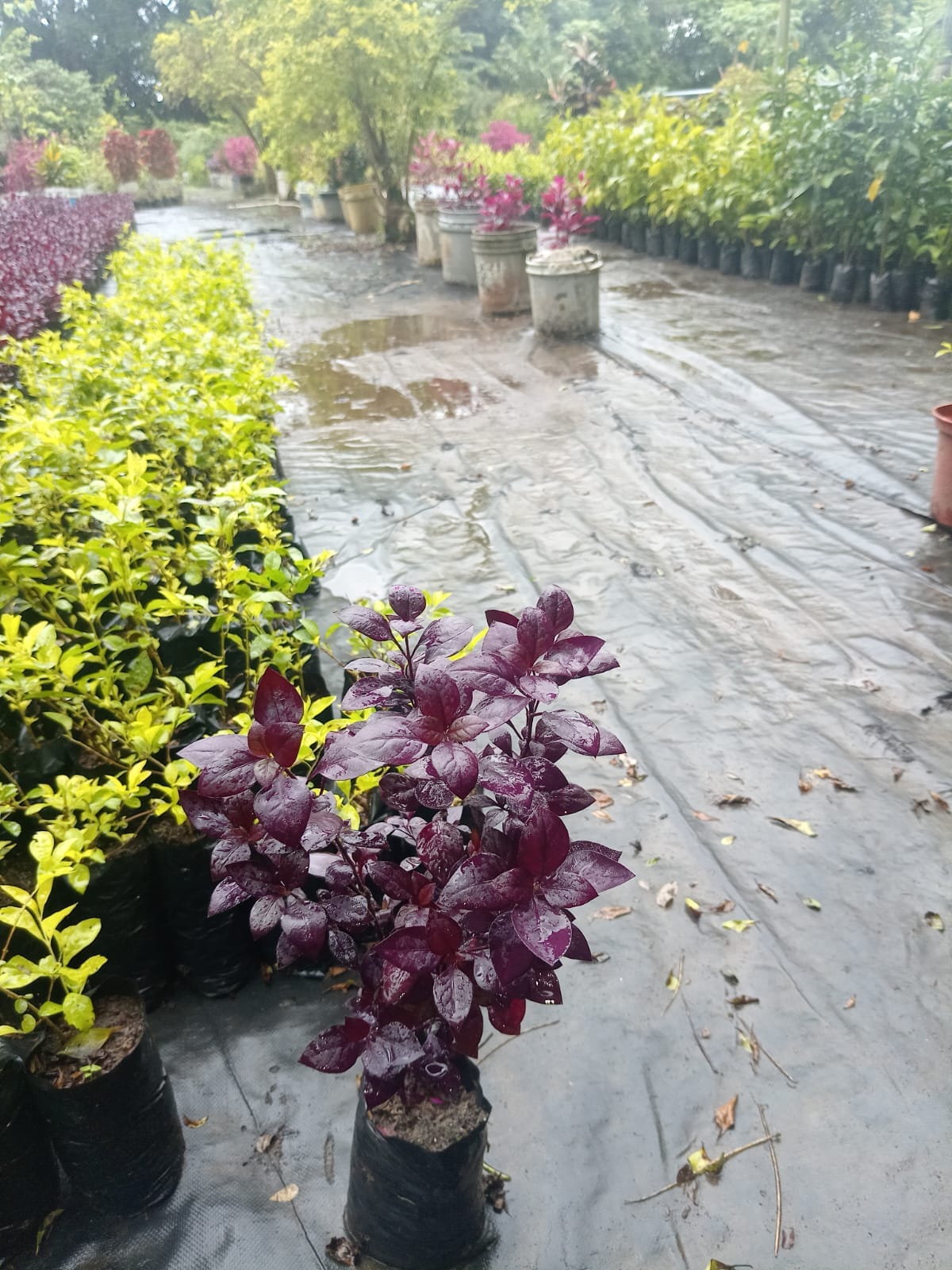 IMG-20250827-WA0032(1) Planta Ruby - Imagen 1