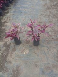 Duranta Roja - Imagen 2