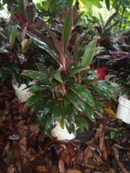 Cordelini en tanques - Imagen 2