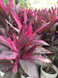 Cordelini en tanques