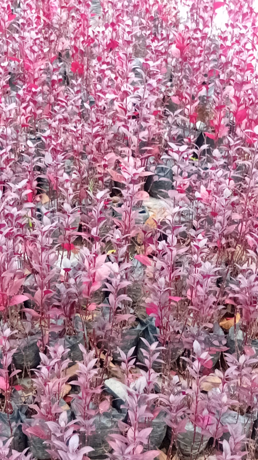 IMG-20250903-WA0003 Duranta Roja Lady di - Imagen 1