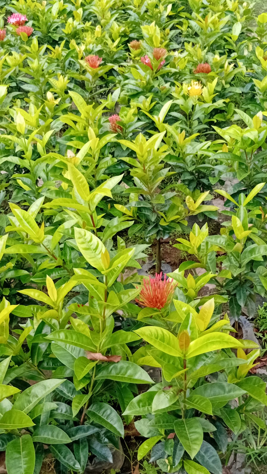 IMG-20250903-WA0008 Bouquet Rojo - Imagen 1