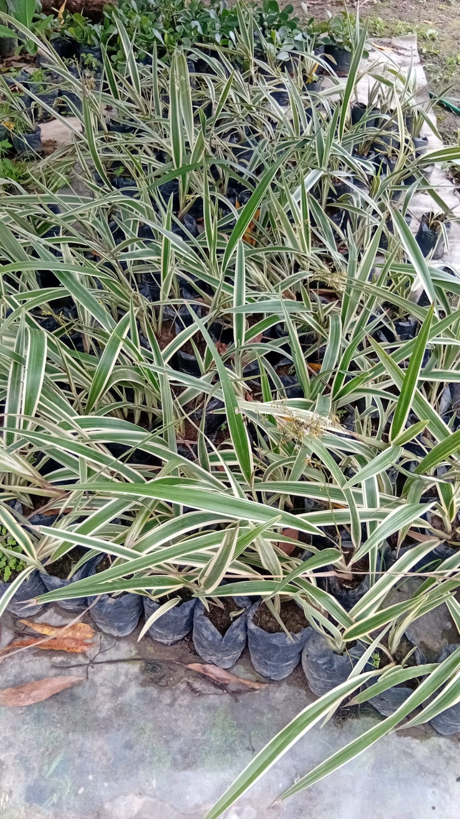 IMG-20250903-WA0013 Dianelas - Imagen 1