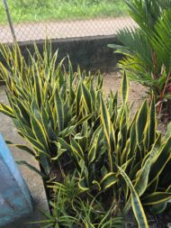 Semilla de Lengua de Suegra