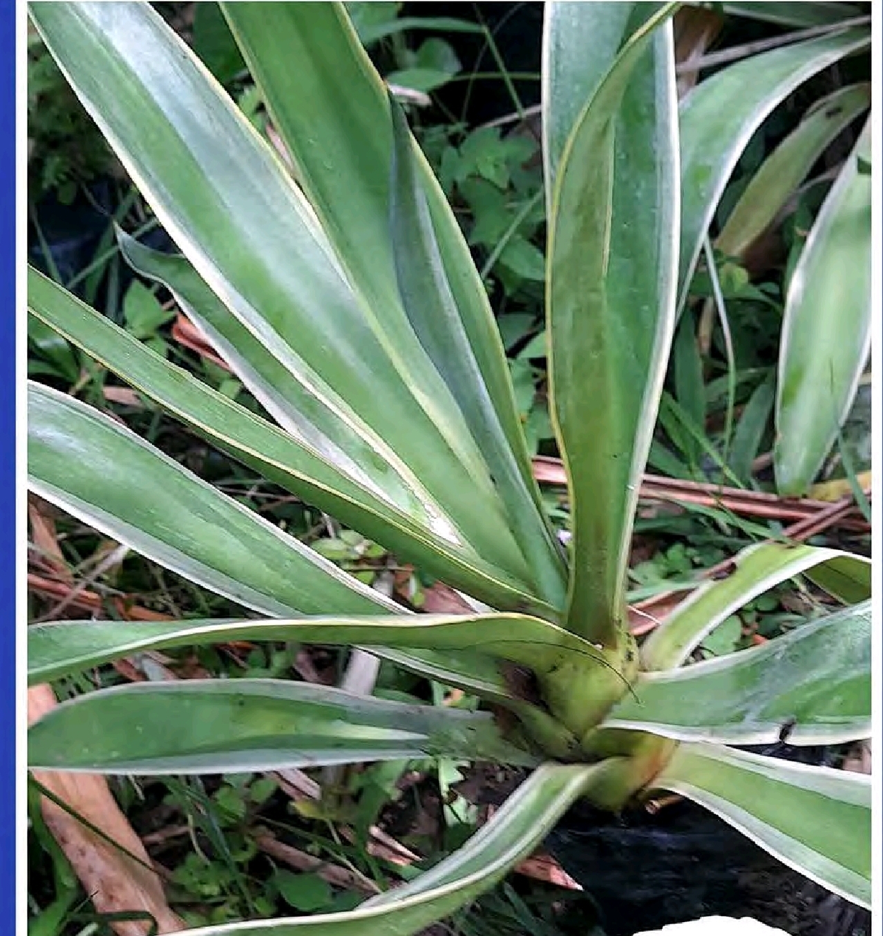 Screenshot_20260126_082720_Foxit PDF Editor Agave demesteriana jacobi - Imagen 1