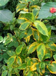 Bienteveo Graptophyllum pictum