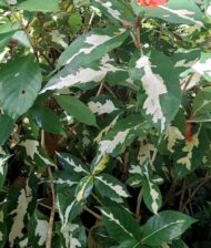 Bienteveo Graptophyllum pictum - Imagen 2