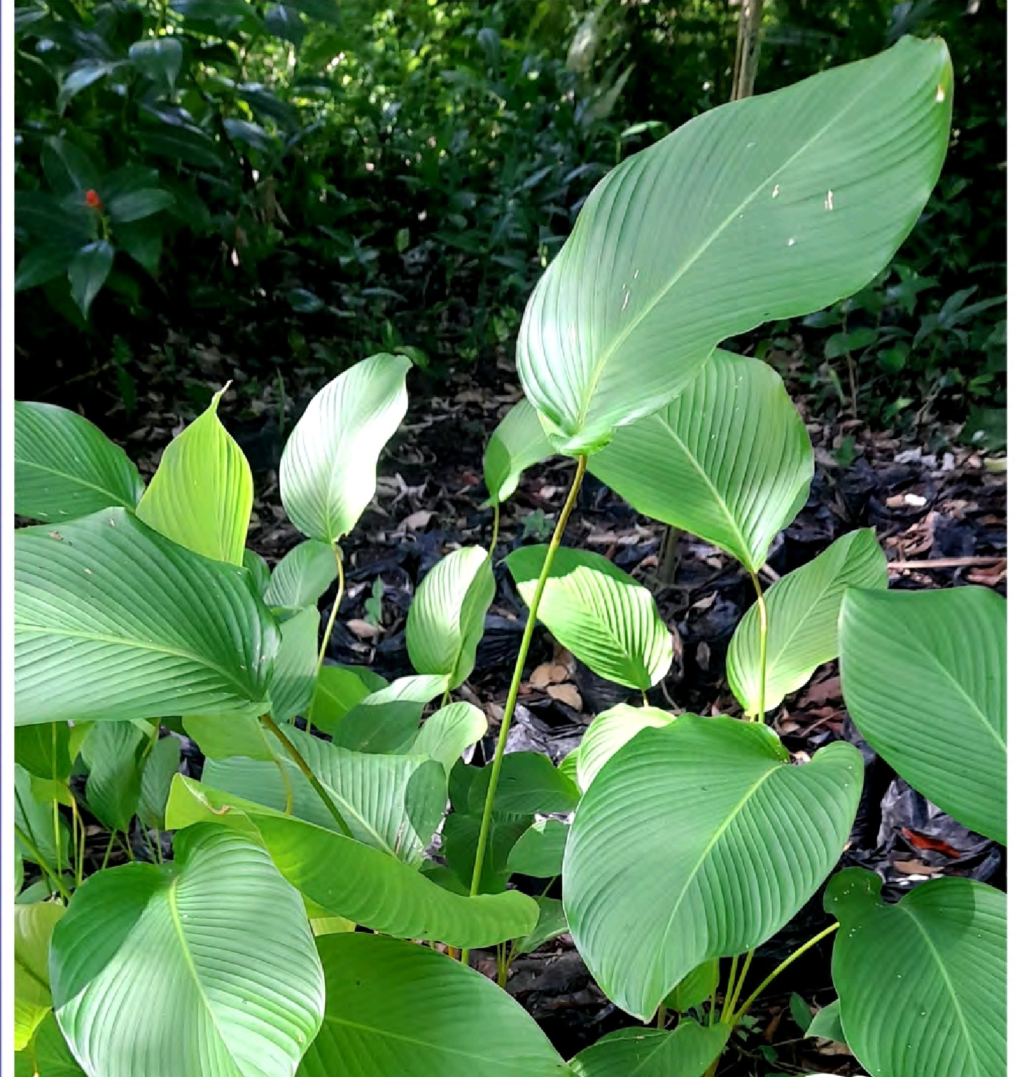 Screenshot_20260126_110441_Foxit PDF Editor Hola de bijao - Imagen 1