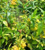 Bouquet variados - Imagen 2