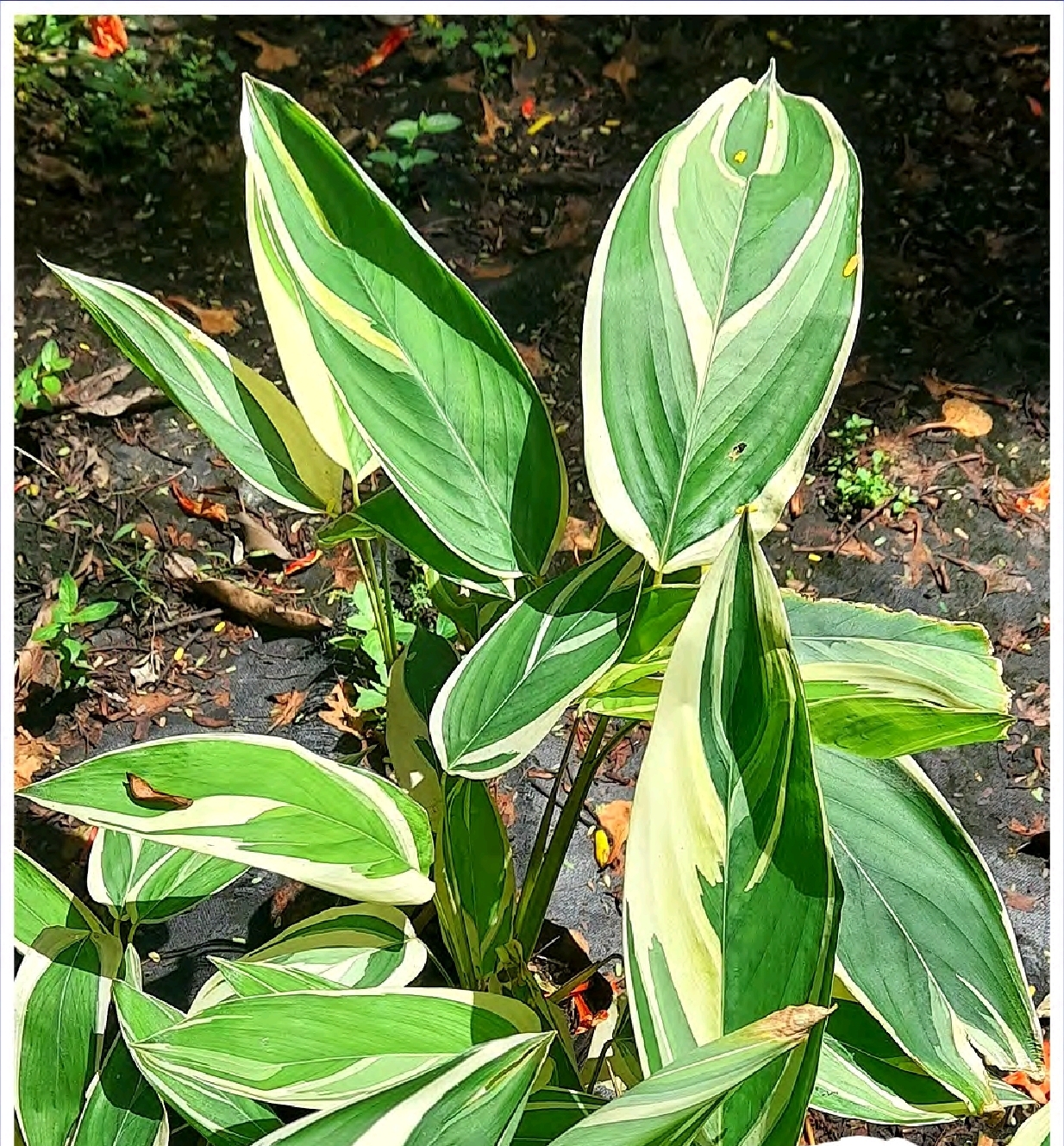 Screenshot_20260129_082320_Foxit PDF Editor Calathea Maranta arundinacea - Imagen 1