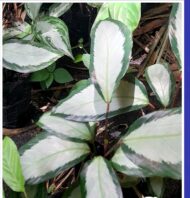 Calathea Maranta arundinacea - Imagen 2