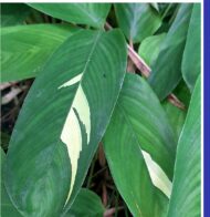 Calathea Maranta arundinacea - Imagen 3