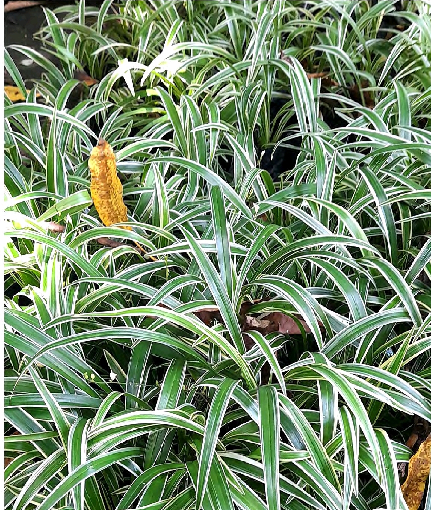 Screenshot_20260129_090724_Foxit PDF Editor Cinta se Sombra Phalaris arundinacea - Imagen 1