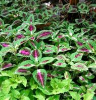 Coleos - Coleus Scutellarioides - Imagen 2