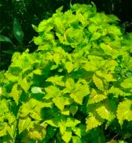 Coleos - Coleus Scutellarioides