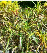 Crotos Croton Codiaeum - Variegatum