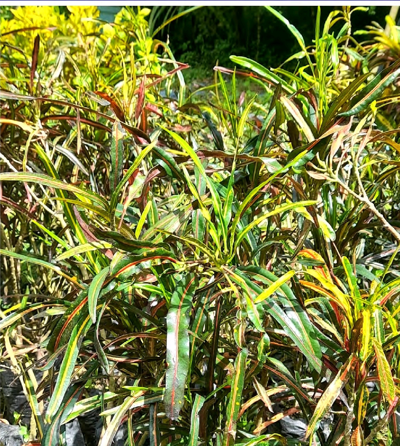 Screenshot_20260129_091014_Foxit PDF Editor Crotos Croton Codiaeum - Variegatum - Imagen 1