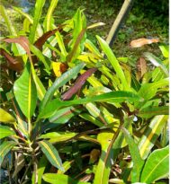 Crotos Croton Codiaeum - Variegatum - Imagen 2