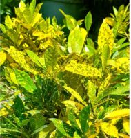 Crotos Croton Codiaeum - Variegatum - Imagen 3