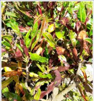 Crotos Croton Codiaeum - Variegatum - Imagen 4