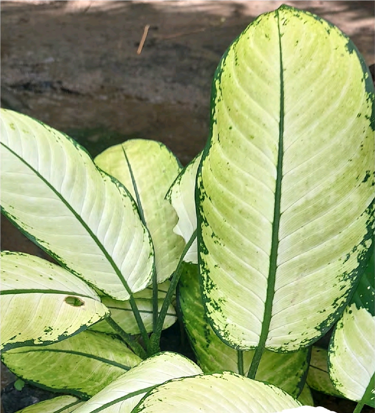 Screenshot_20260129_132713_Foxit PDF Editor Millonaria Difenbachia seguine - Imagen 1