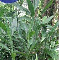 Dracaena Sanderiana - Imagen 3