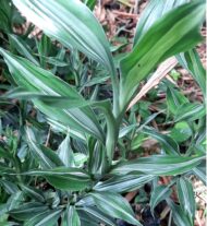 Dracaena Sanderiana - Imagen 2
