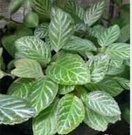 Episcia cupreata - Imagen 2