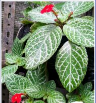Episcia cupreata