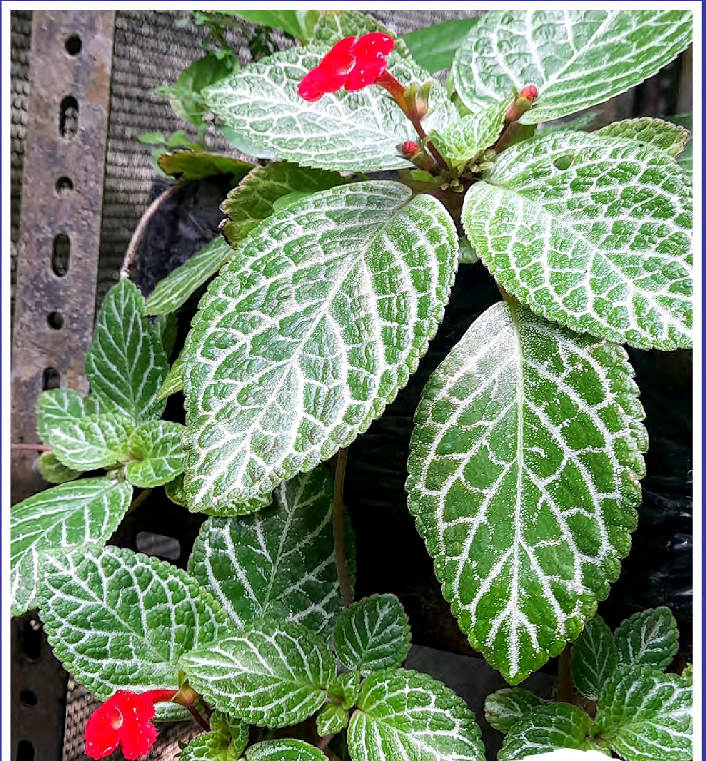 Screenshot_20260129_133005_Foxit PDF Editor Episcia cupreata - Imagen 1