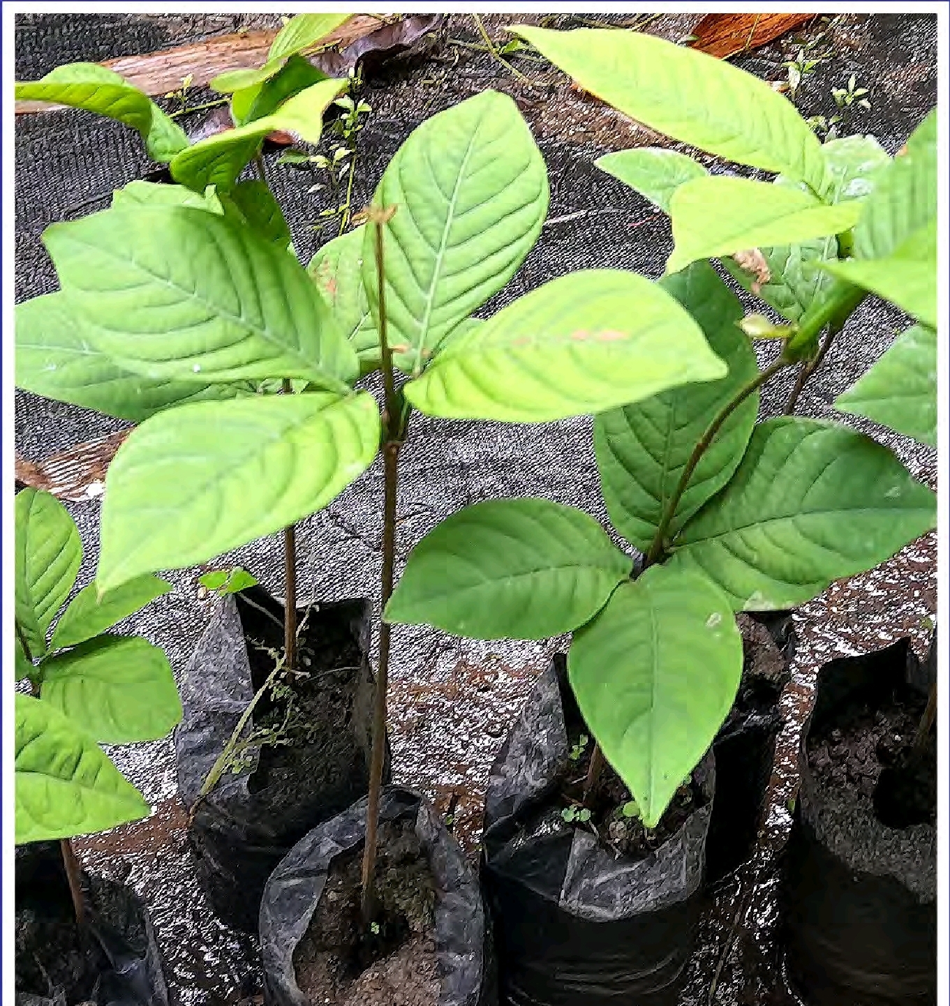 Screenshot_20260201_085030_Foxit PDF Editor Guaba - Inga edulis - Imagen 1