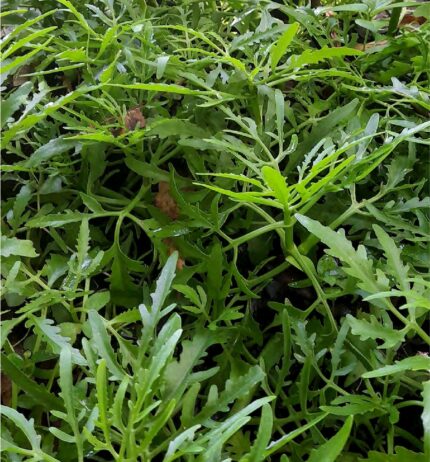 Helecho Chino Kalanchoe Laciniata